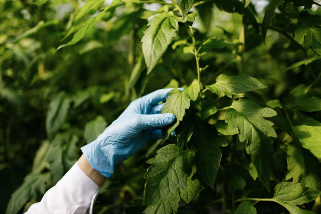 biotechnology woman engineer examining plant leaf disease